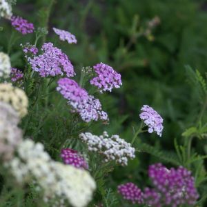 Achillea milefolium Summer Pastels