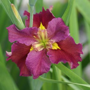Iris Louisiana Rhett
