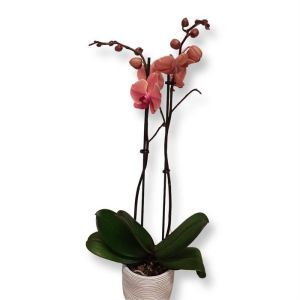 Orchidée Phalaenopsis Peach