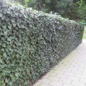 Hedera Hibernica Hedge x 5