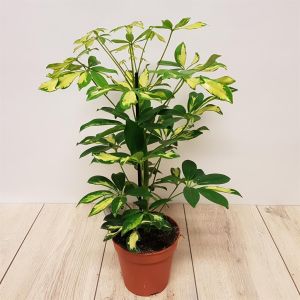 Schefflera arboricola Gerda