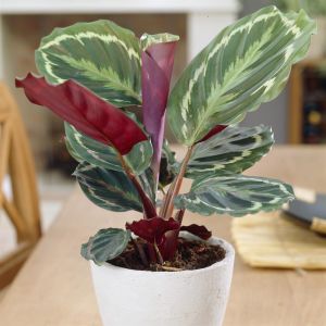 Calathea Médallion