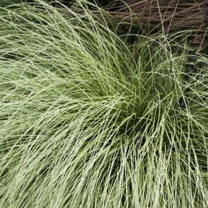 Carex morrowii Variegarta