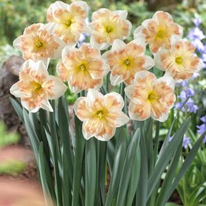 Narcissus Edinburgh