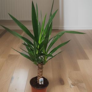Yucca elephantipes 17 cm