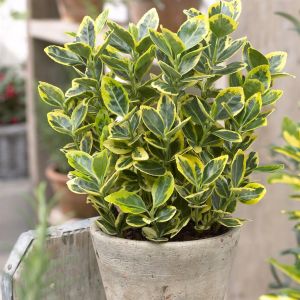 Euonymus japonicus Aureus 13 cm pot