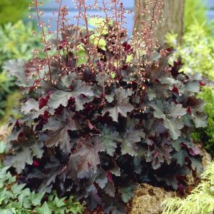 Heuchera Americana