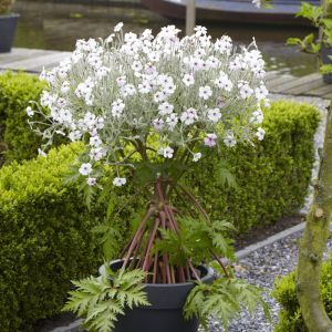 Géranium maderense blanc