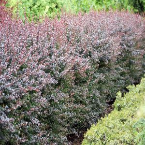 Berberis thunbergii  Dart's Red Lady x 5