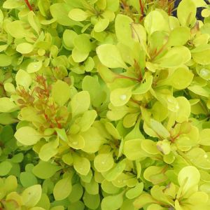 Berberis thunbergii Golden Torch haie x 5