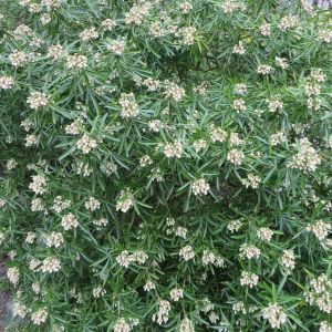 Choisya Aztec Pearl Haie x 5
