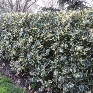 Ilex aquifolium Argentea Marginata haie x 5