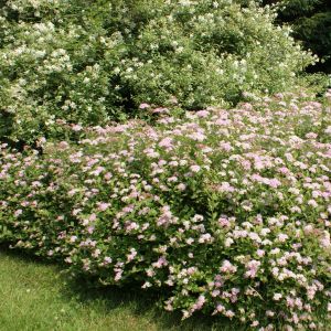 Spiraea Japonica Little Princess x 5
