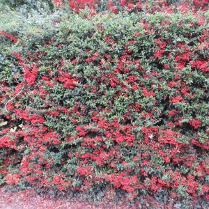 Pyracantha coccinea Red Column haie x 5