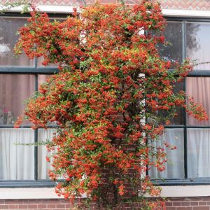 Pyracantha Orange Charmer