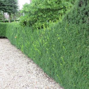 Taxus media Hicksii haie x 5