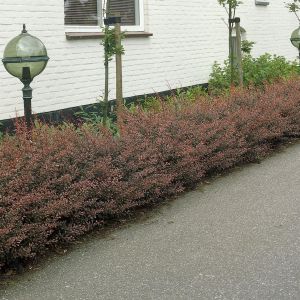 Berberis thunbergii Rose Glow haie x 5