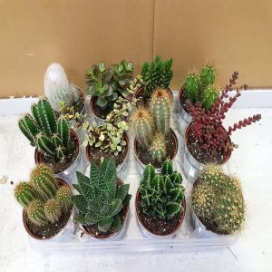Cactus mixtes x 12