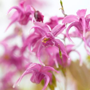 Epimedium Rose Queen