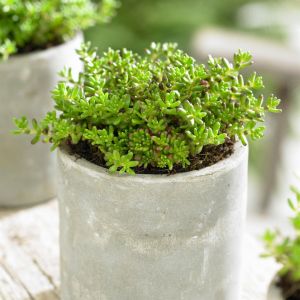 Sedum Album Coral Carpet