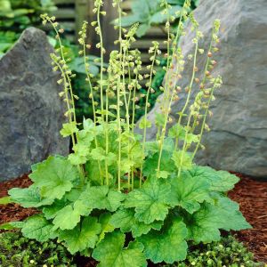 Tellima grandiflora Rubra