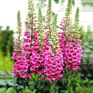 Digitalis purpurea Pink