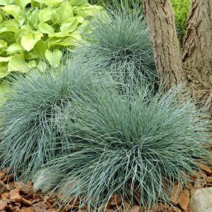 Festuca glauca Elijah Blue/Fétuque