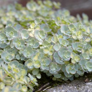 Sedum Sieboldii 10 cm pot