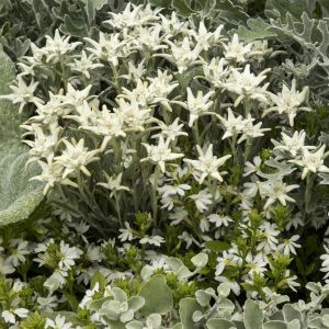 Leontopodium alpinum 9 cm