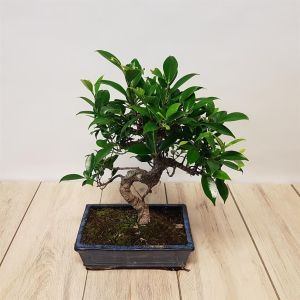 Bonsai Ficus 25 cm S