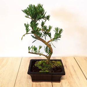 Bonsai Padocarpus macrophyllus S 20 cm