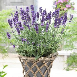 Lavandula ang. Havana (Ardesche Blue)