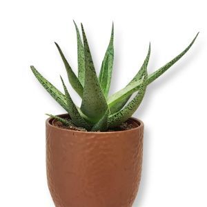 Aloe variegata 2