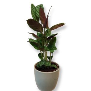 Calathea Freddie
