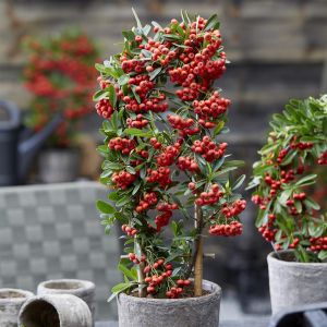 Pyracantha coccinea Red Star 9 cm