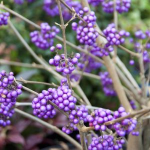 Callicarpa profusion
