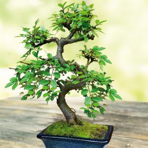 Bonsai Elm 15 cm S Vormig (rvscc)