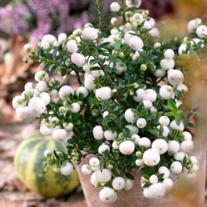 Gaultheria Pernettya blanc