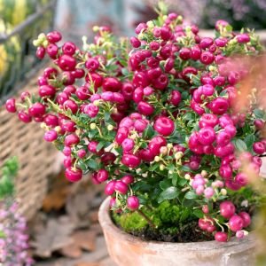 Gaultheria Pernettya rose