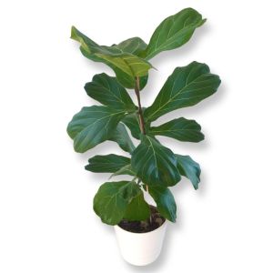 Ficus Lyrata