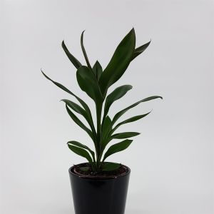 Cordyline fruticosa Glauca 13cm pot
