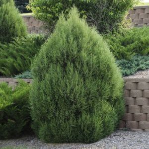 Juniperus Virginiana 9 cm pot
