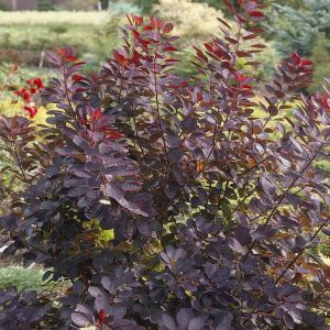 Cotinus purple 9 cm pot
