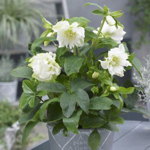 Helleborus or. dubbel Ellen White   9cm