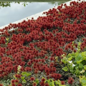 Acaena Buchananii 9 cm pot