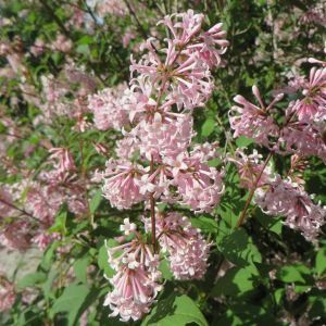 Syringa Josikae