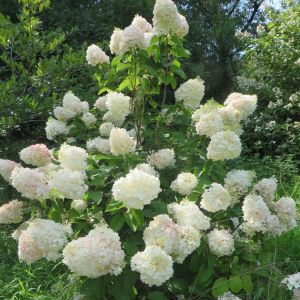 Hydrangea paniculata Silver Dollar 9 cm