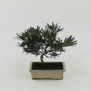 Bonsaï Podocarpus