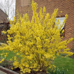 Forsythia x intermedia Weekend