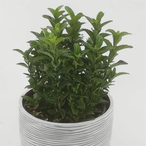 Euonymus japonicus Green Spire